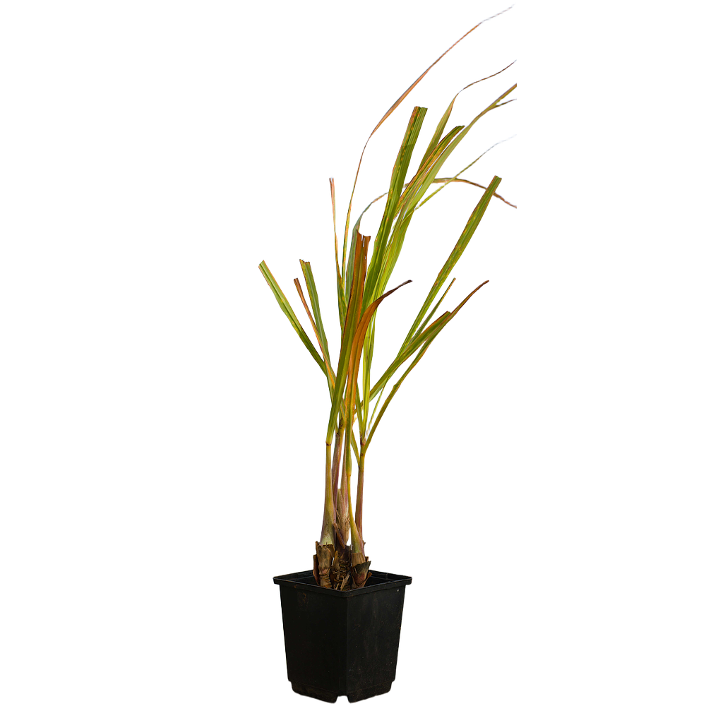 Lemongrass (Cymbopogon citratus)