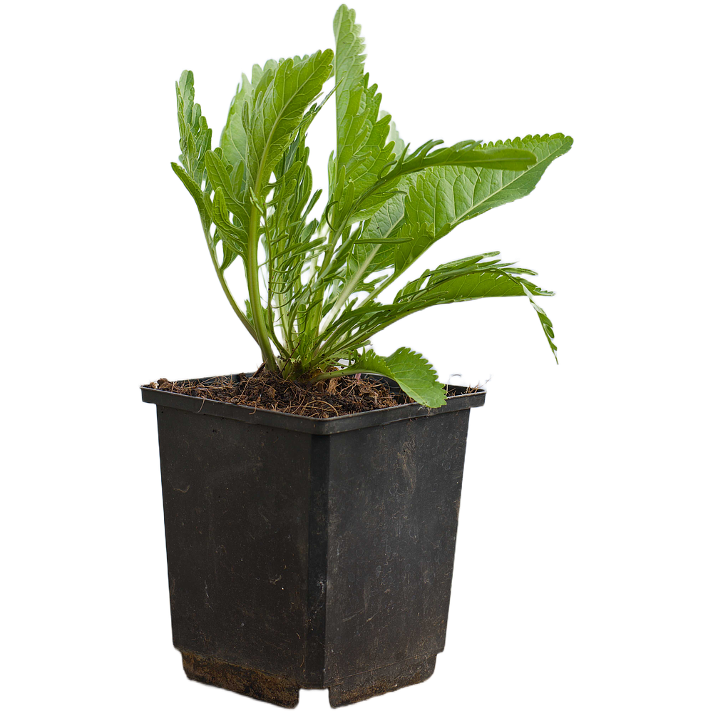 Horseradish (Armoracia rusticana)