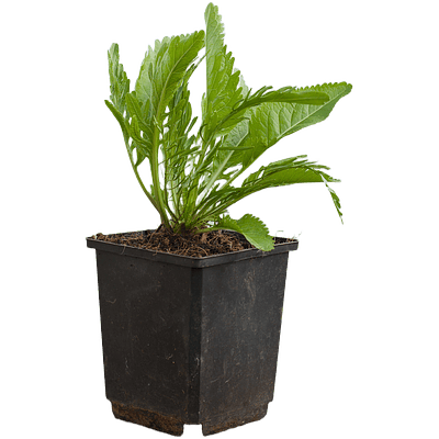 Horseradish (Armoracia rusticana)