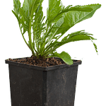 Horseradish (Armoracia rusticana)