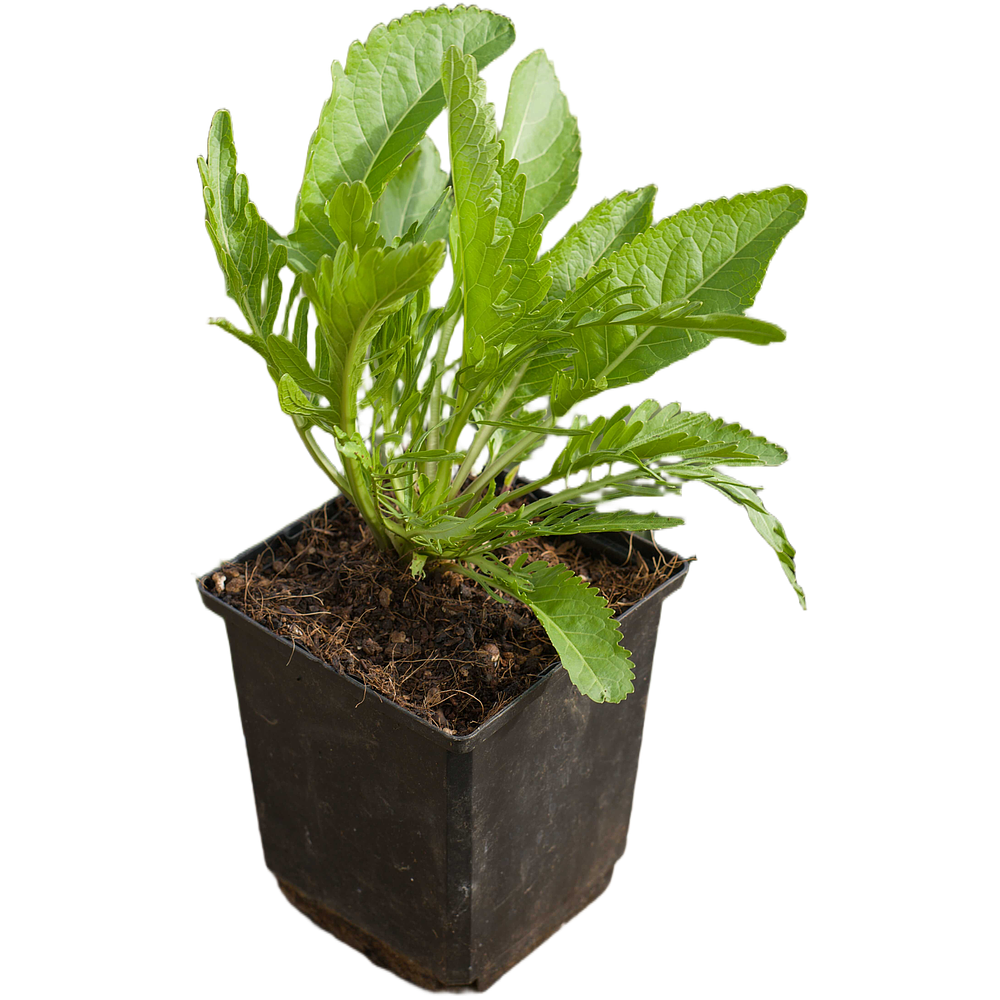 Horseradish (Armoracia rusticana)