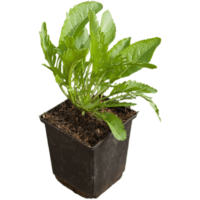 Horseradish (Armoracia rusticana)