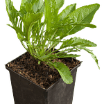 Horseradish (Armoracia rusticana)