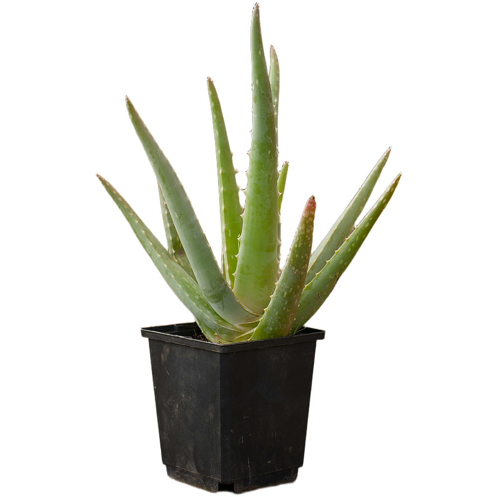 Aloe Vera (Aloe vera)