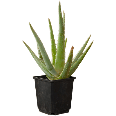 Aloe Vera (Aloe vera)