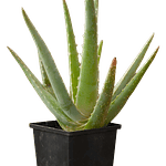 Aloe Vera (Aloe vera)