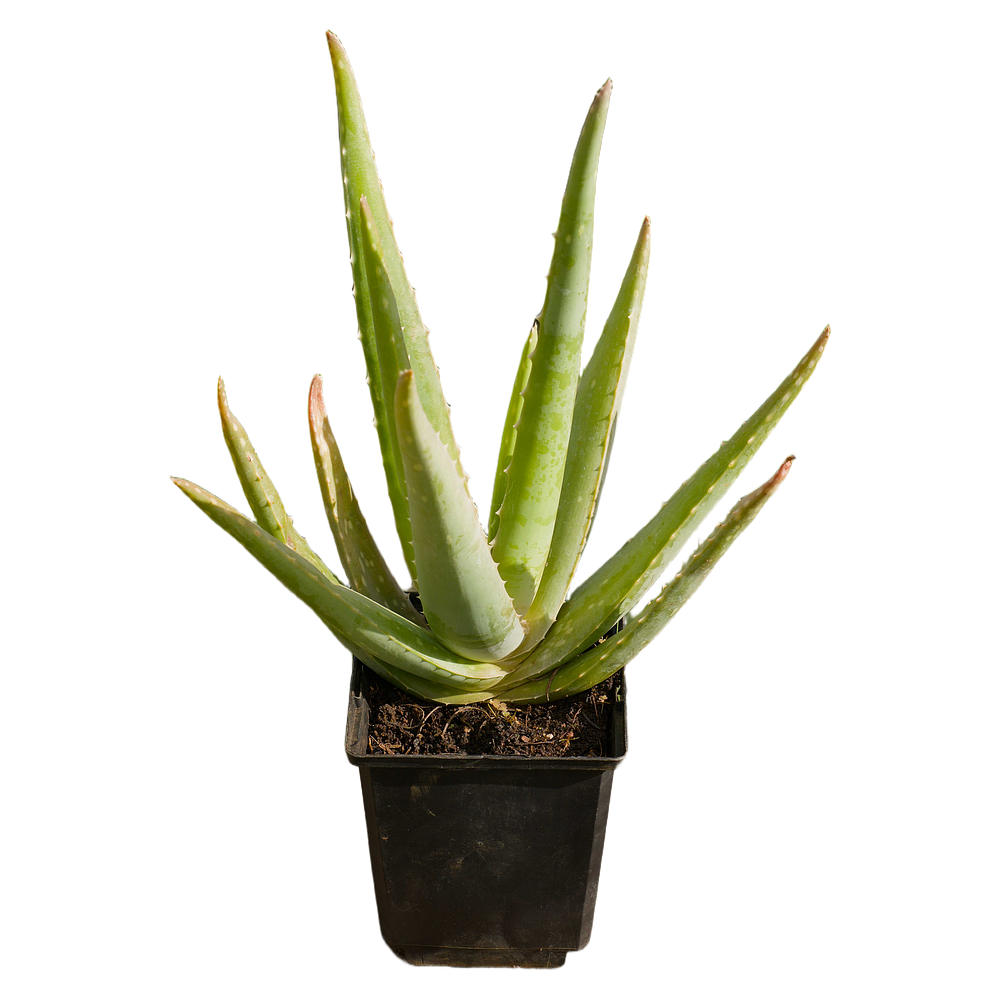 Aloe Vera (Aloe vera)