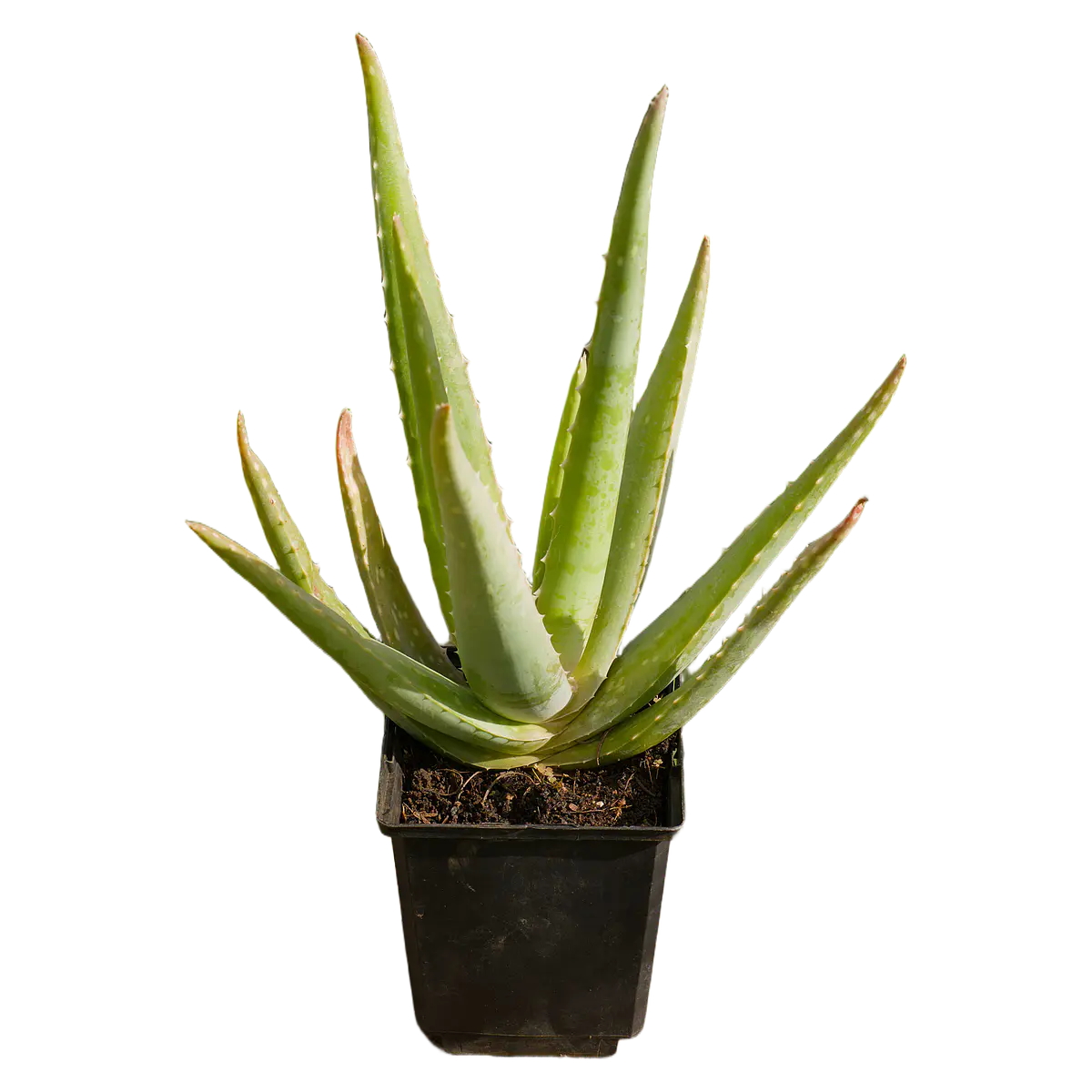 Aloe Vera (Aloe vera)