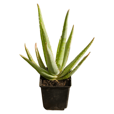 Aloe Vera (Aloe vera)