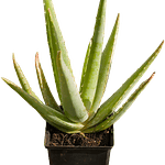 Aloe Vera (Aloe vera)