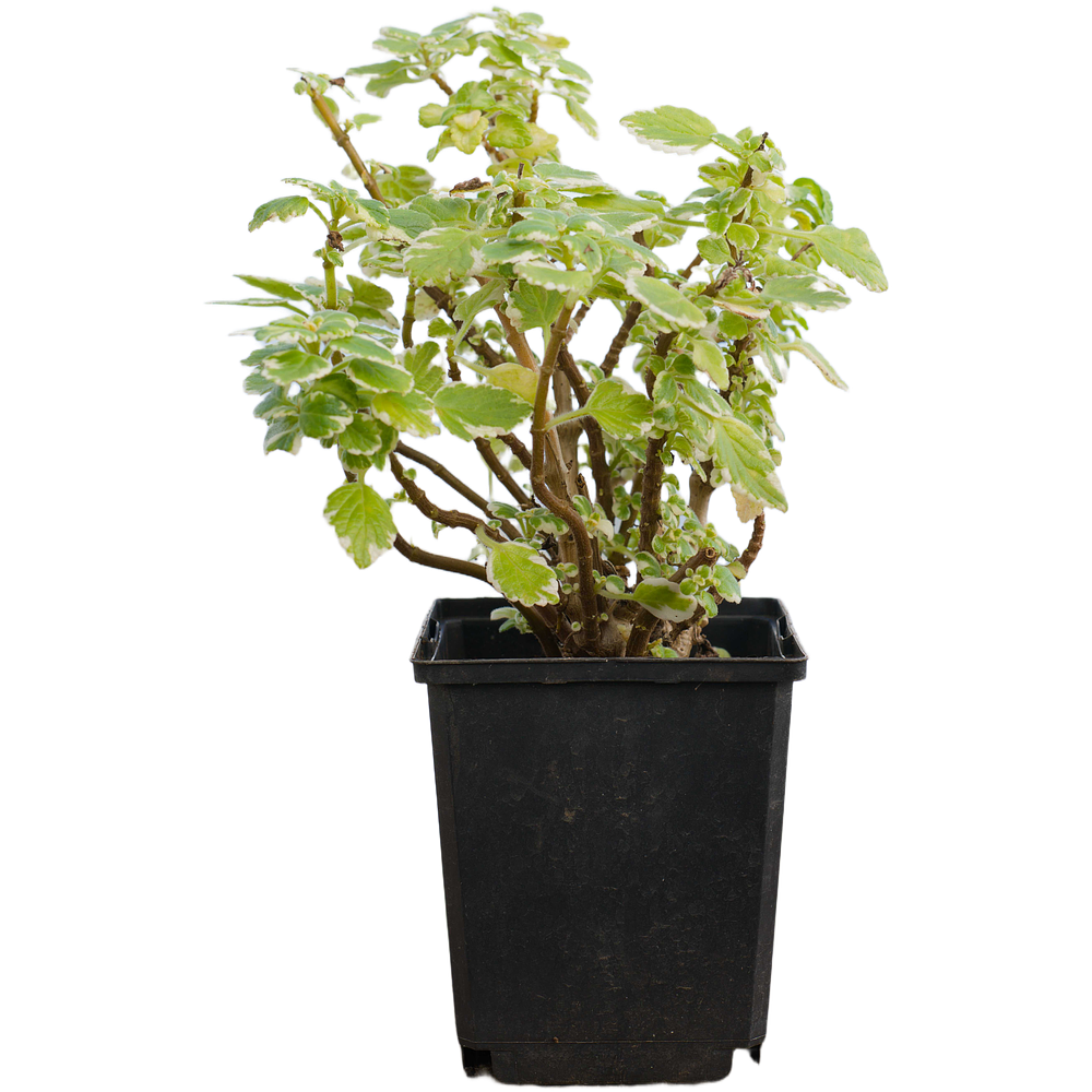 Variegated Swedish Ivy (Plectranthus coleoides)