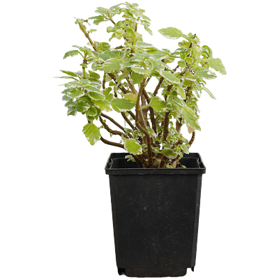 Variegated Swedish Ivy (Plectranthus coleoides)