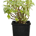 Variegated Swedish Ivy (Plectranthus coleoides)