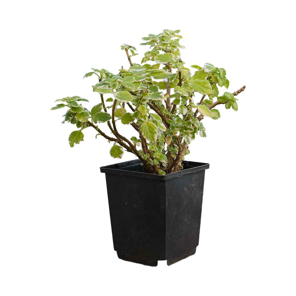 Variegated Swedish Ivy (Plectranthus coleoides)