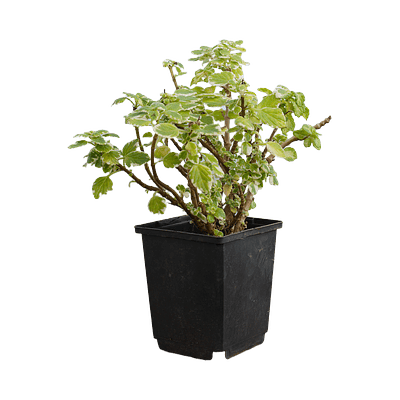 Variegated Swedish Ivy (Plectranthus coleoides)