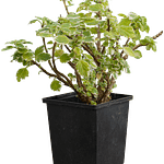 Variegated Swedish Ivy (Plectranthus coleoides)