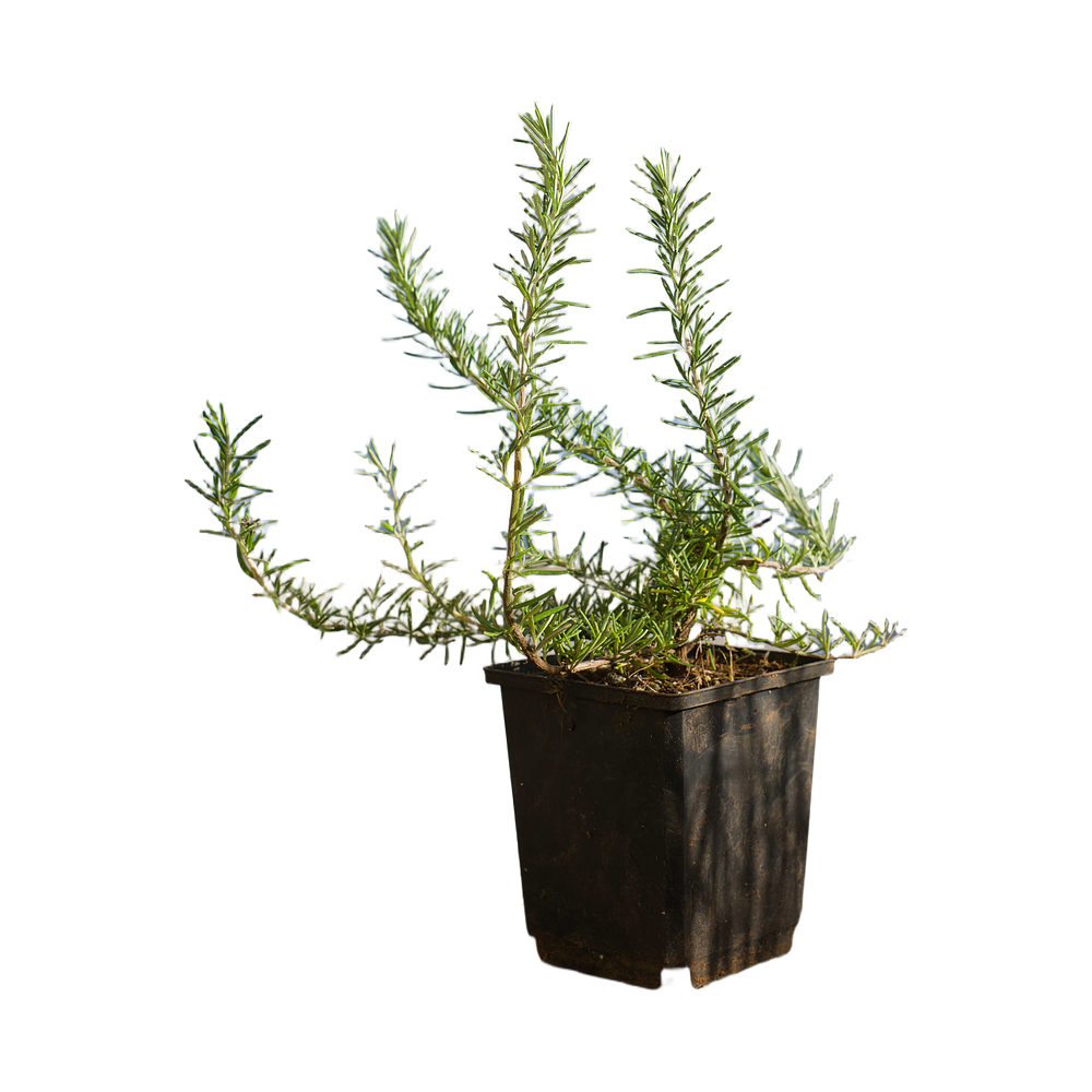 Alecrim Rastejante (Rosmarinus Prostratus)