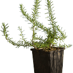 Alecrim Rastejante (Rosmarinus Prostratus)