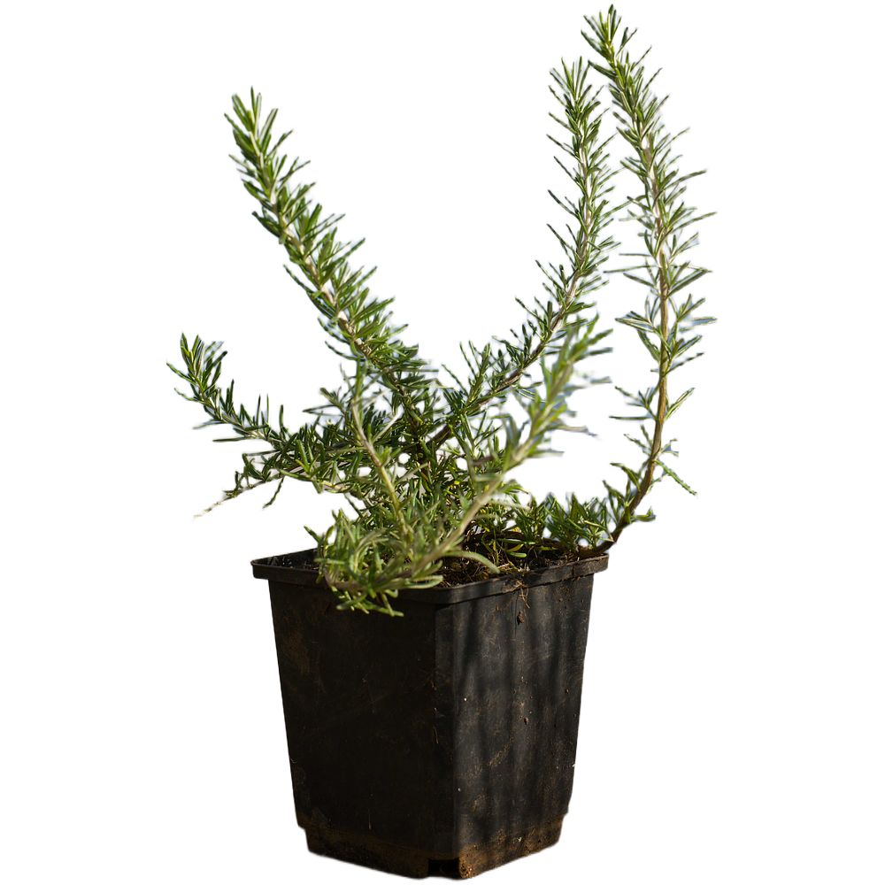 Alecrim Rastejante (Rosmarinus Prostratus)