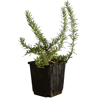 Alecrim Rastejante (Rosmarinus Prostratus)