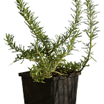 Alecrim Rastejante (Rosmarinus Prostratus)