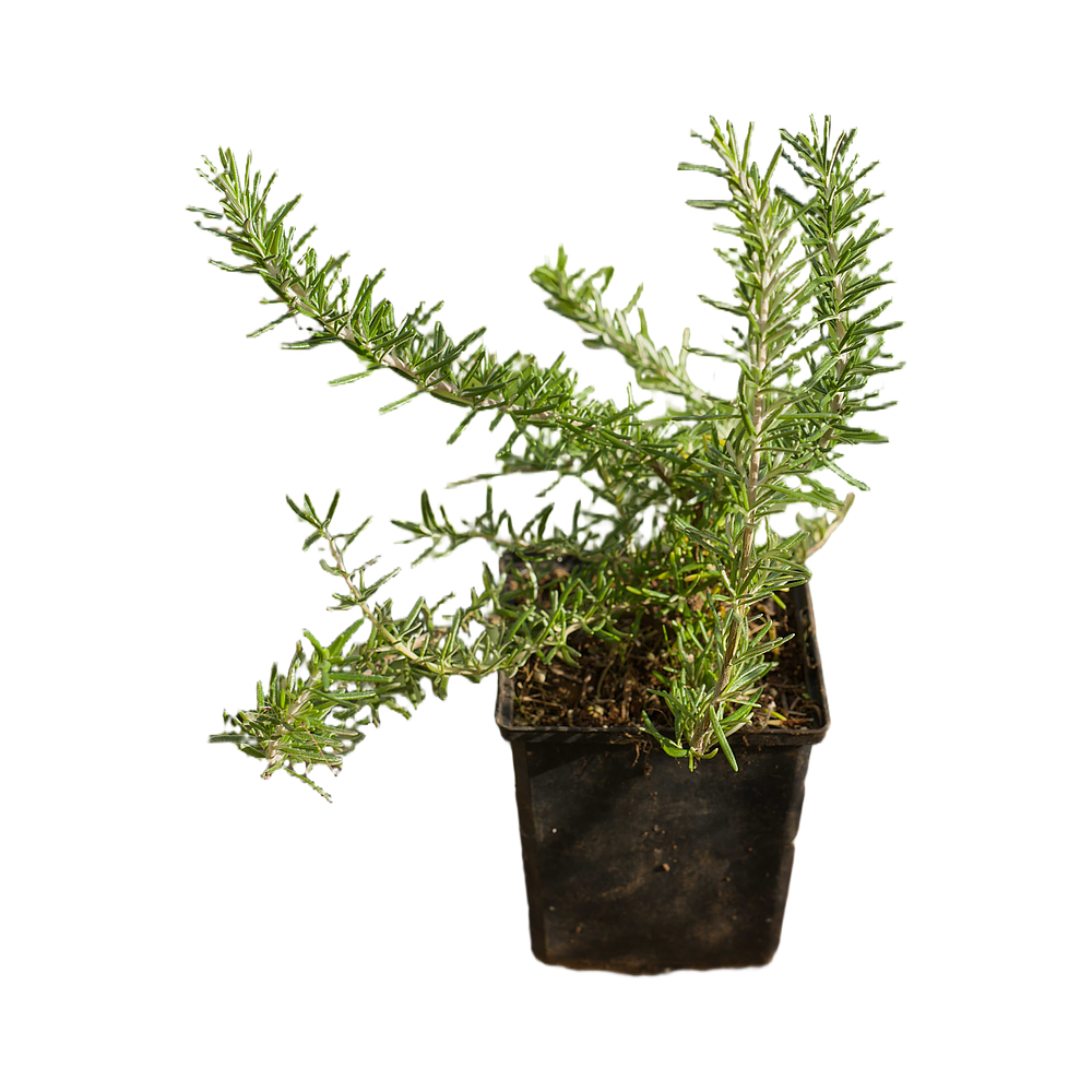 Alecrim Rastejante (Rosmarinus Prostratus)