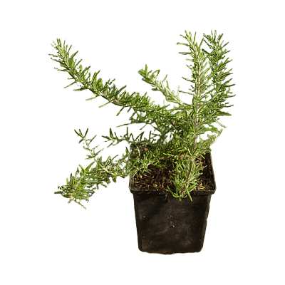 Alecrim Rastejante (Rosmarinus Prostratus)