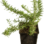 Alecrim Rastejante (Rosmarinus Prostratus)