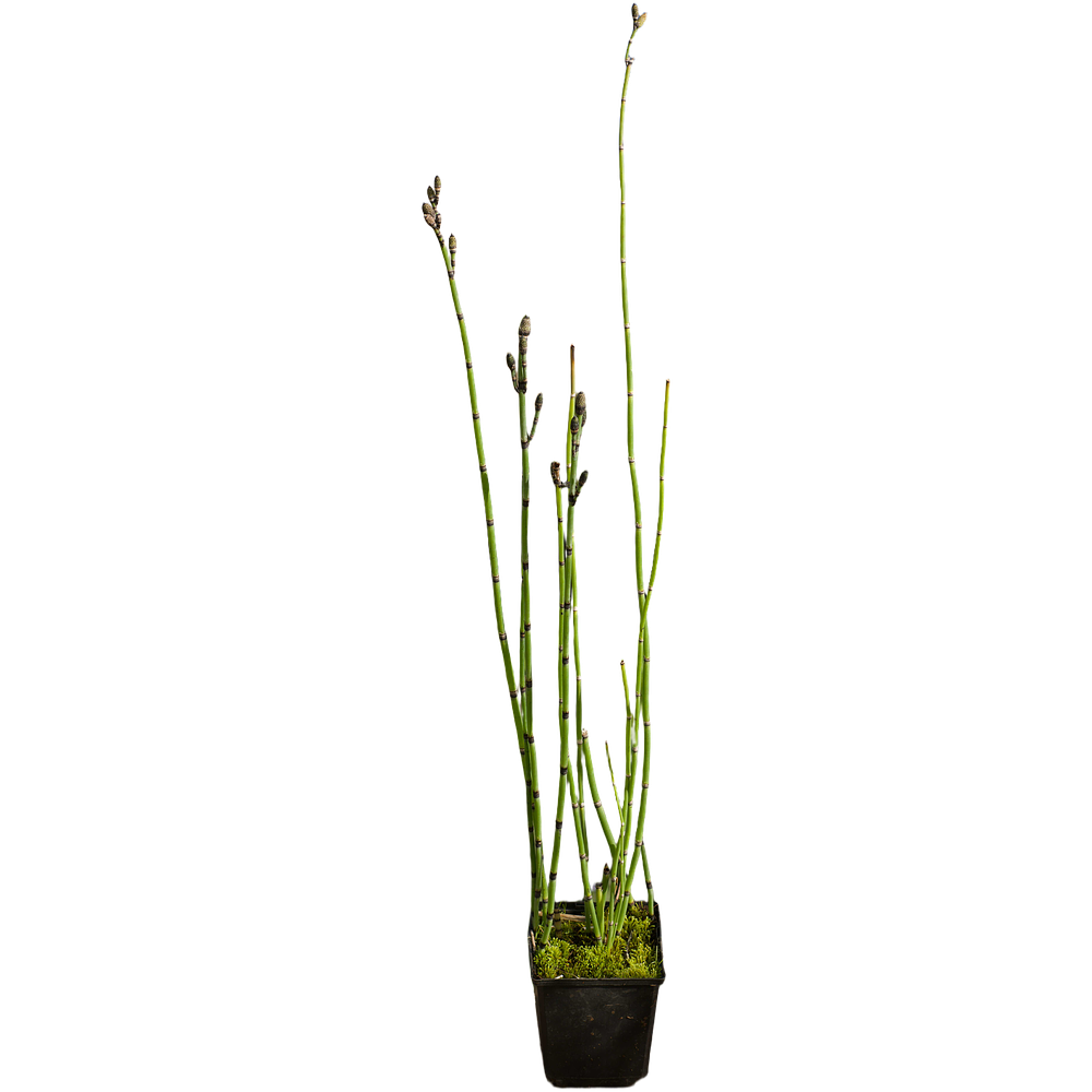 Cavalinha (Equisetum hyemale)