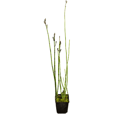 Cavalinha (Equisetum hyemale)