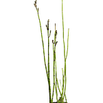 Cavalinha (Equisetum hyemale)