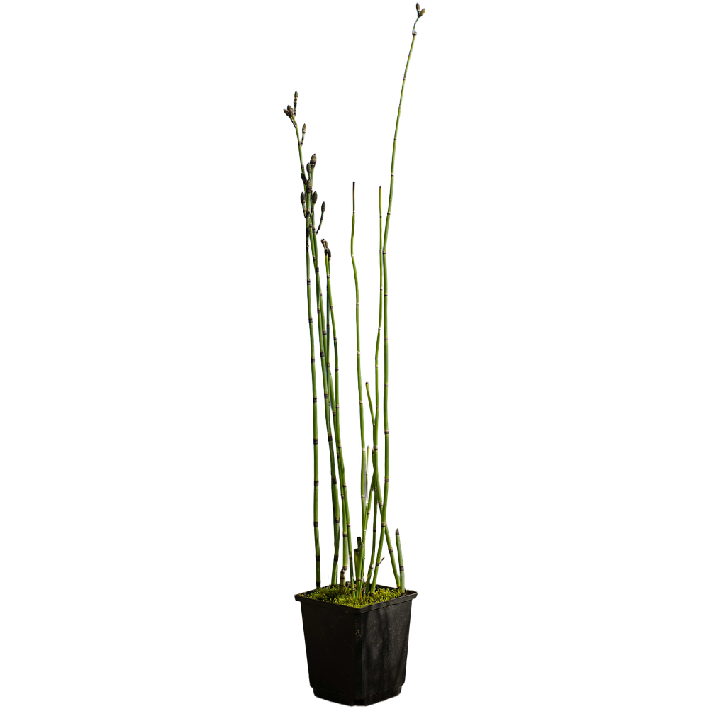 Cavalinha (Equisetum hyemale)