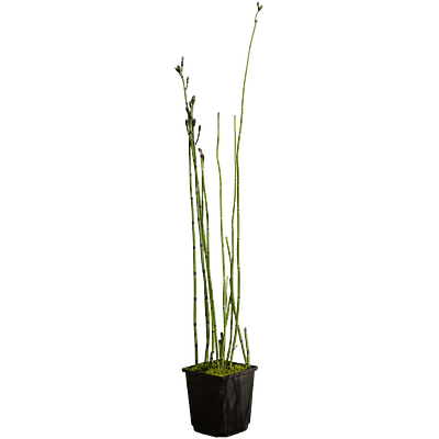 Cavalinha (Equisetum hyemale)