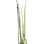 Cavalinha (Equisetum hyemale)