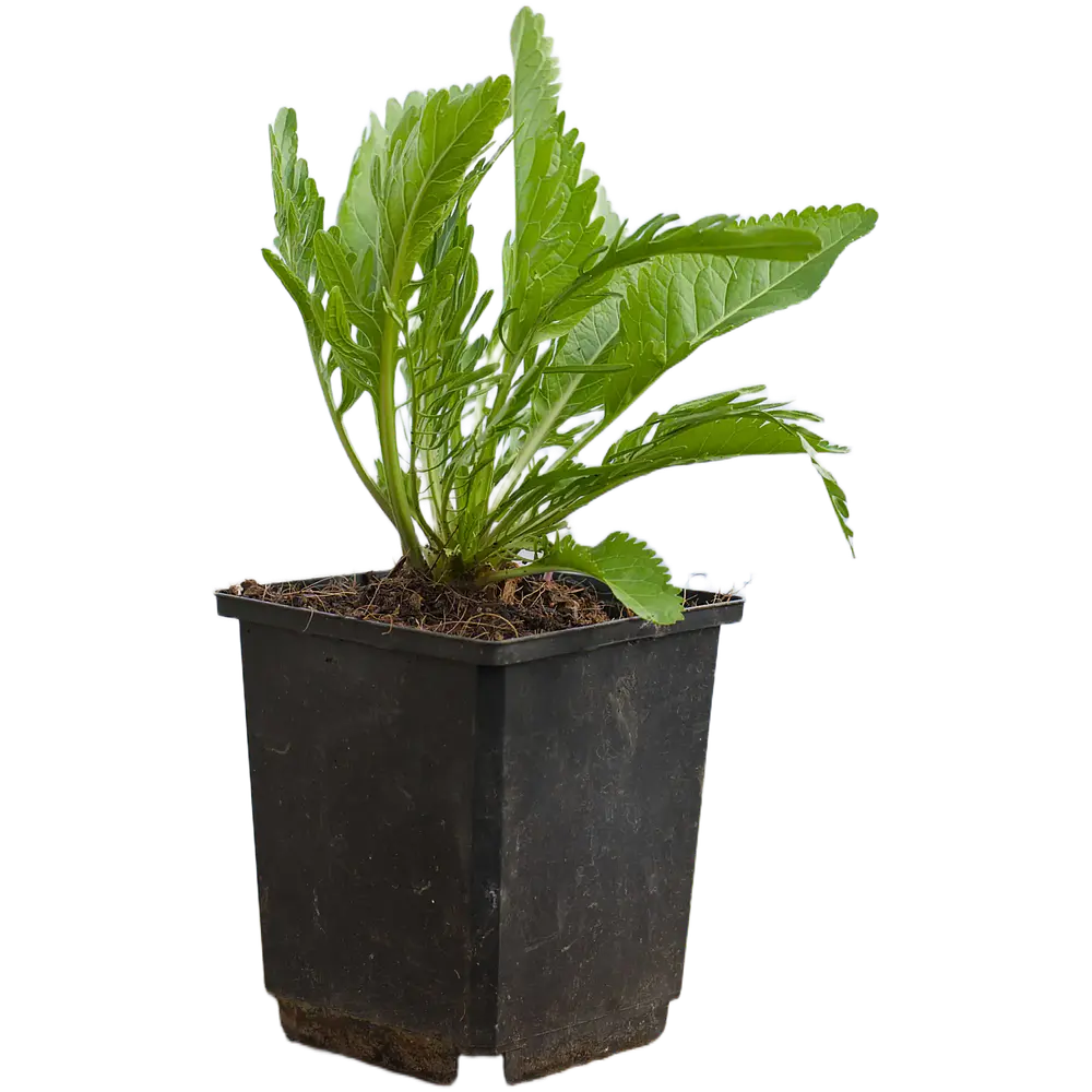 Rábano (Armoracia rusticana)