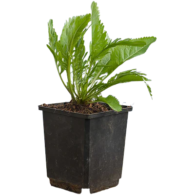 Horseradish (Armoracia rusticana)