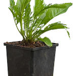 Rábano (Armoracia rusticana)