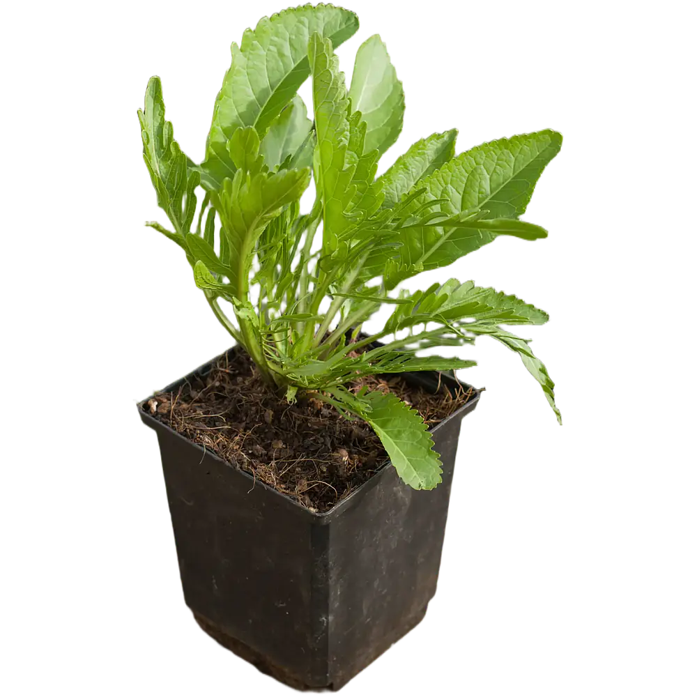 Rábano (Armoracia rusticana)