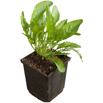 Horseradish (Armoracia rusticana)
