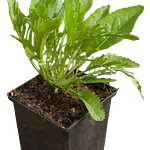 Rábano (Armoracia rusticana)
