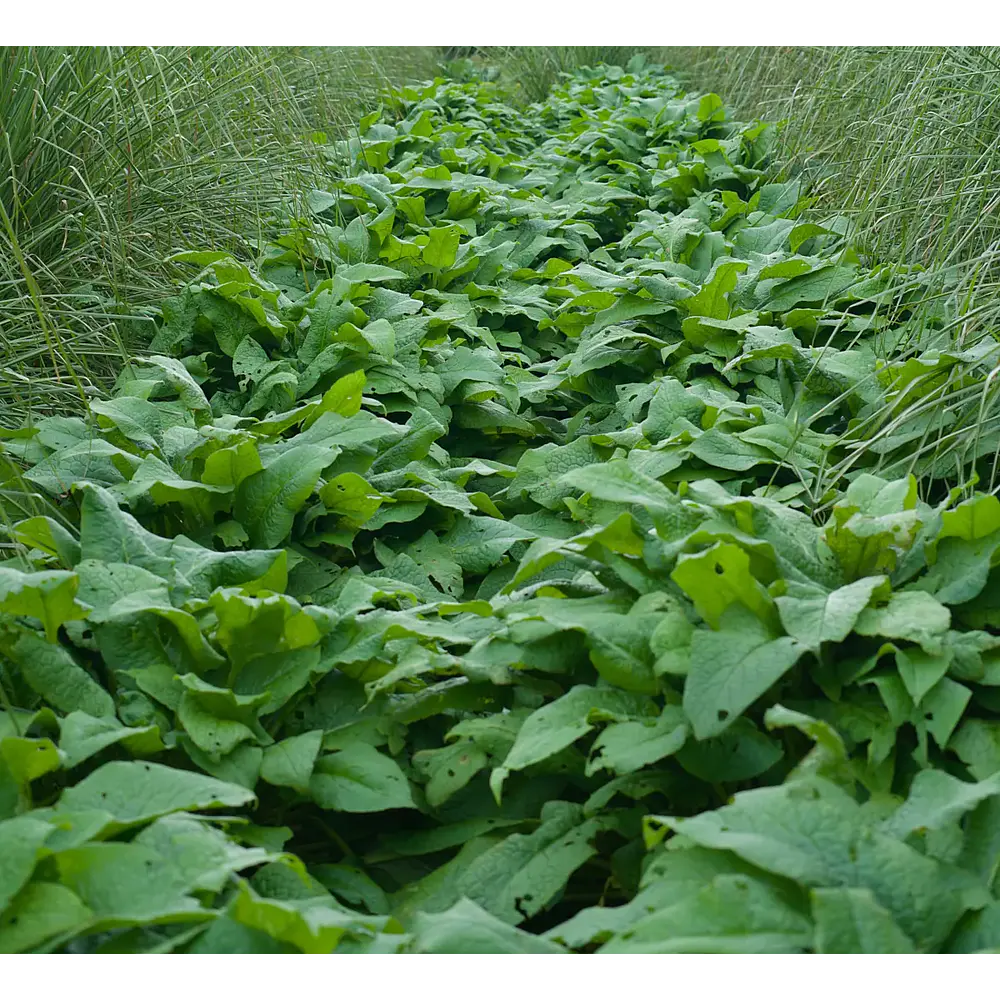 Comfrey (Symphytum × uplandicum 'Bocking 14')