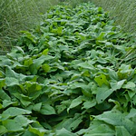 Comfrey (Symphytum × uplandicum 'Bocking 14')
