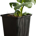 Comfrey (Symphytum × uplandicum 'Bocking 14')