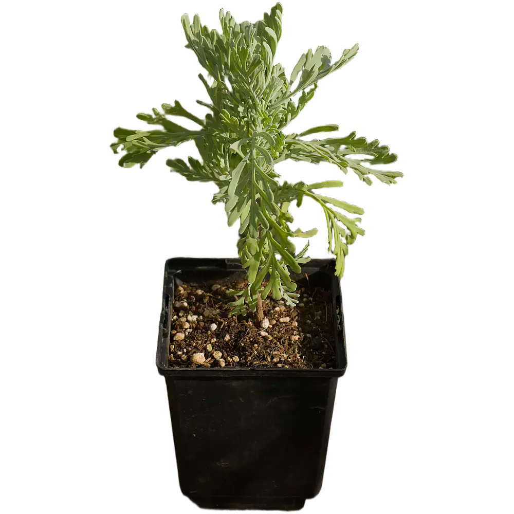 Alfazema da Madeira (Lavandula pinnata)