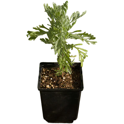 Madeira/Fern Leaf Lavender (Lavandula pinnata)