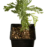 Alfazema da Madeira (Lavandula pinnata)
