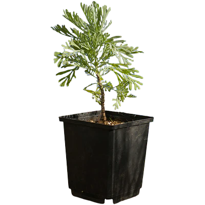 Madeira/Fern Leaf Lavender (Lavandula pinnata)