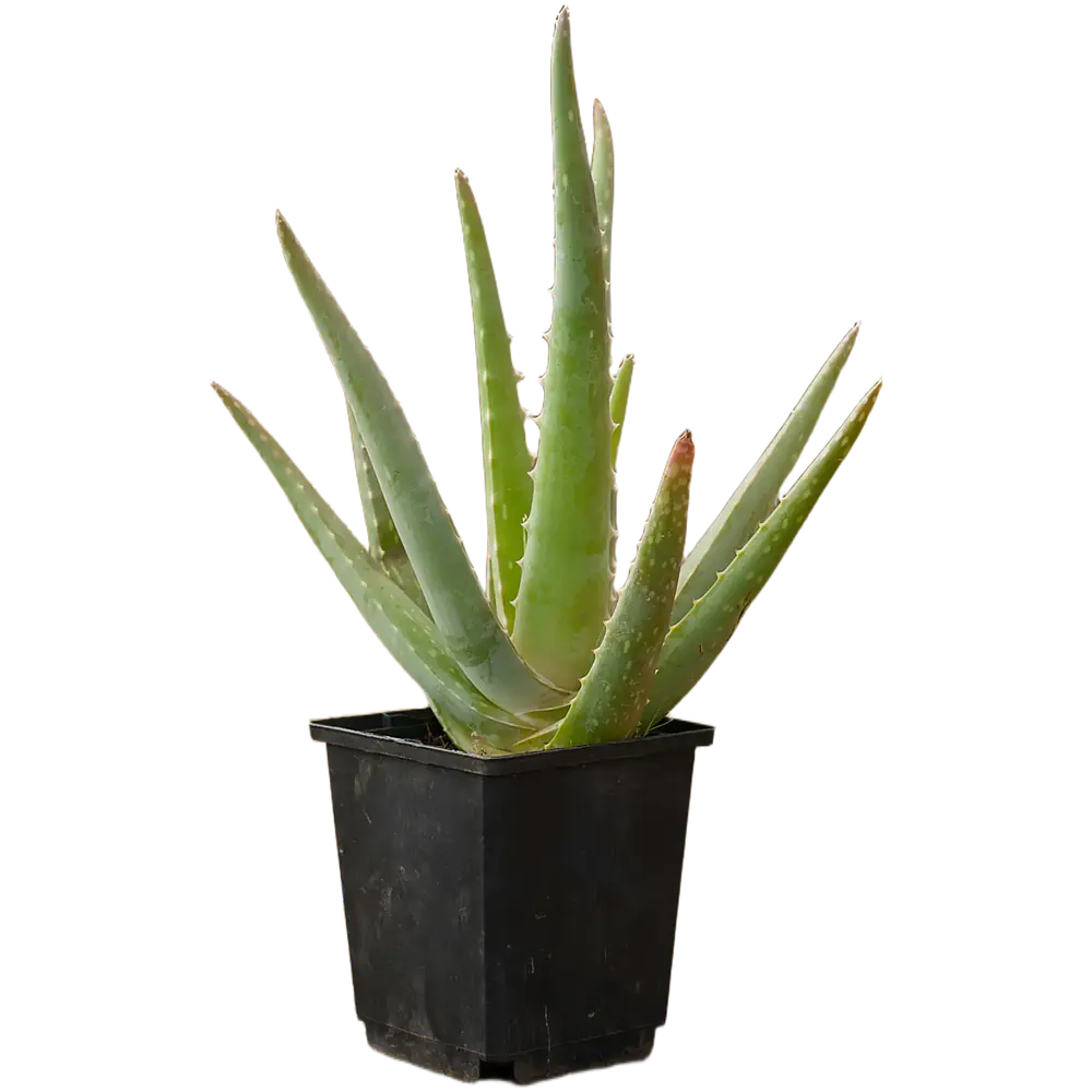Aloe Vera (Aloe vera)