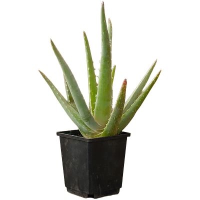 Aloe Vera (Aloe vera)
