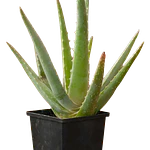 Aloe Vera (Aloe vera)